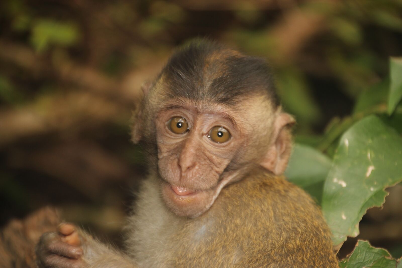 Canon EOS 600D (Rebel EOS T3i / EOS Kiss X5) sample photo. Monkey, baby, monkey child photography