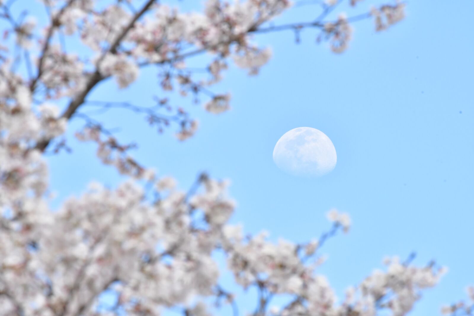 Nikon D500 sample photo. Spring, cherry blossoms, moon photography