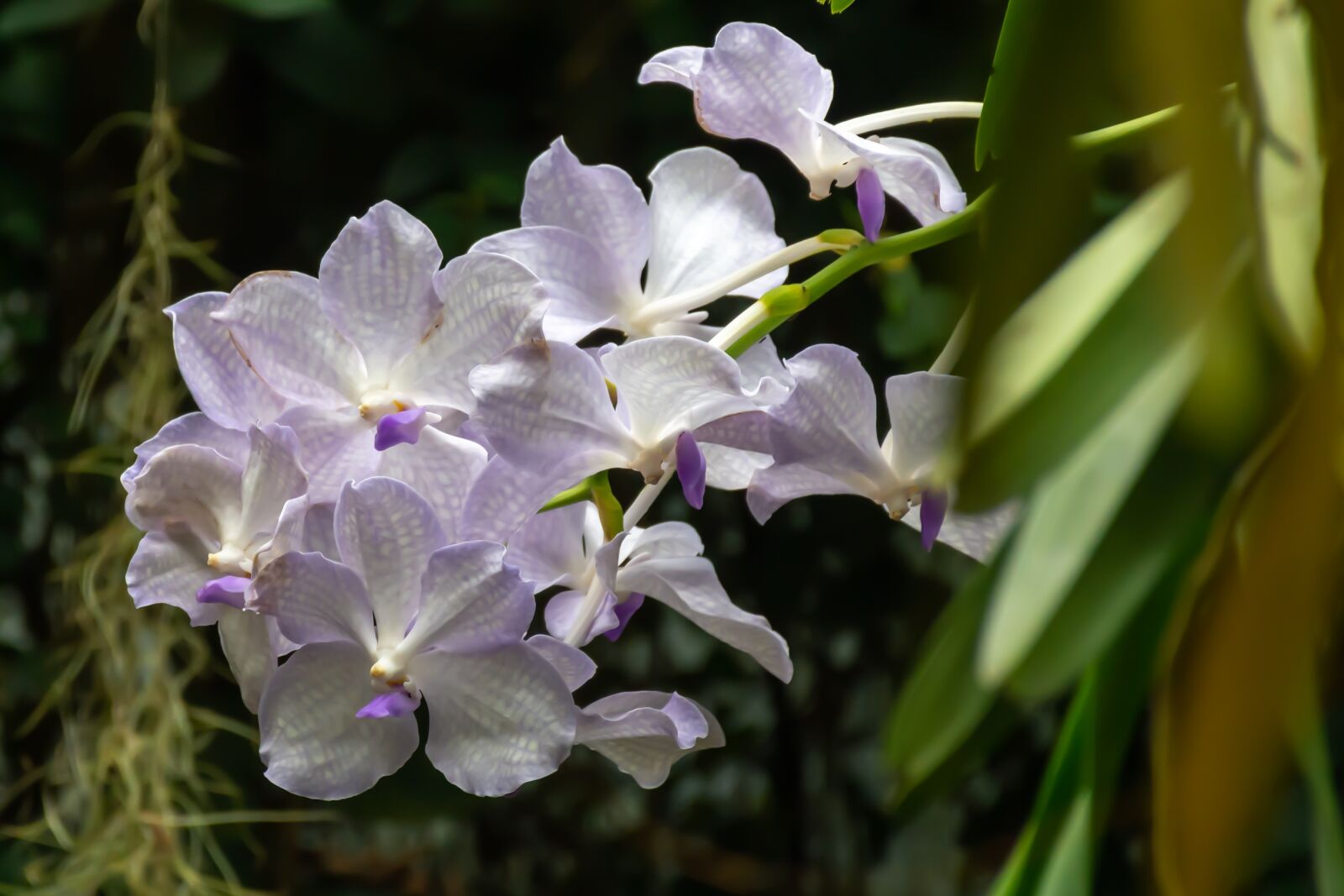 Nikon D7200 sample photo. Orchid, nature, flower photography
