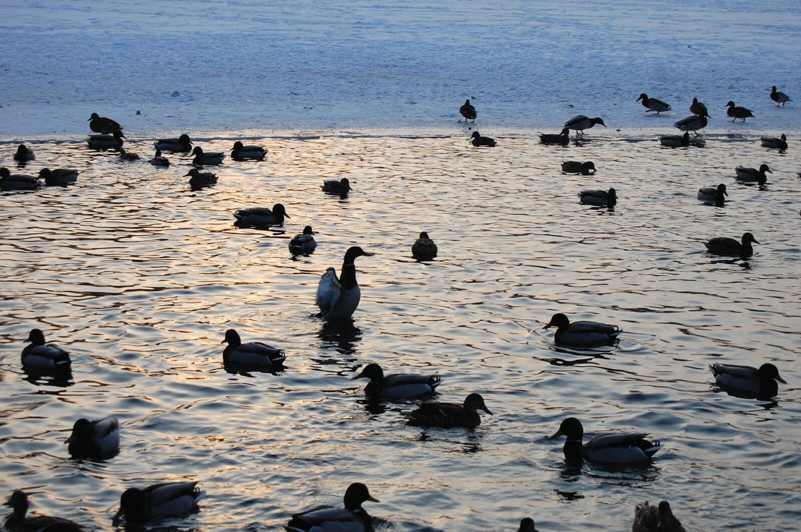 Nikon D40 sample photo. Duck, lake, dusk, water photography