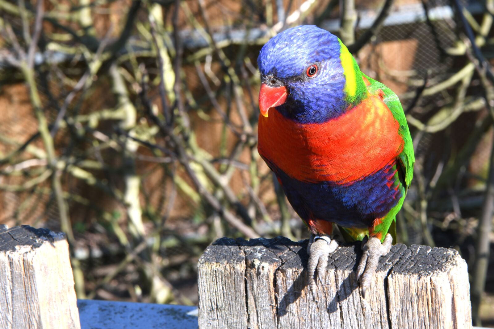 Nikon D850 sample photo. Bird, loriquet, parrot photography
