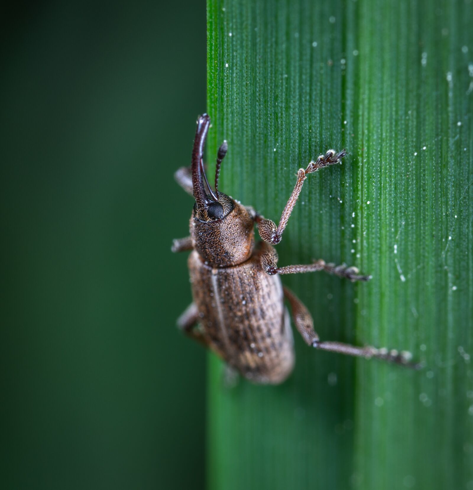 Sony a7R II sample photo. Macro, insect, beetle photography