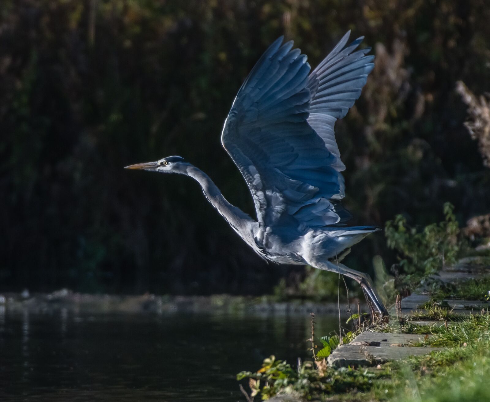 Nikon D500 sample photo. Bird, heron, grey photography