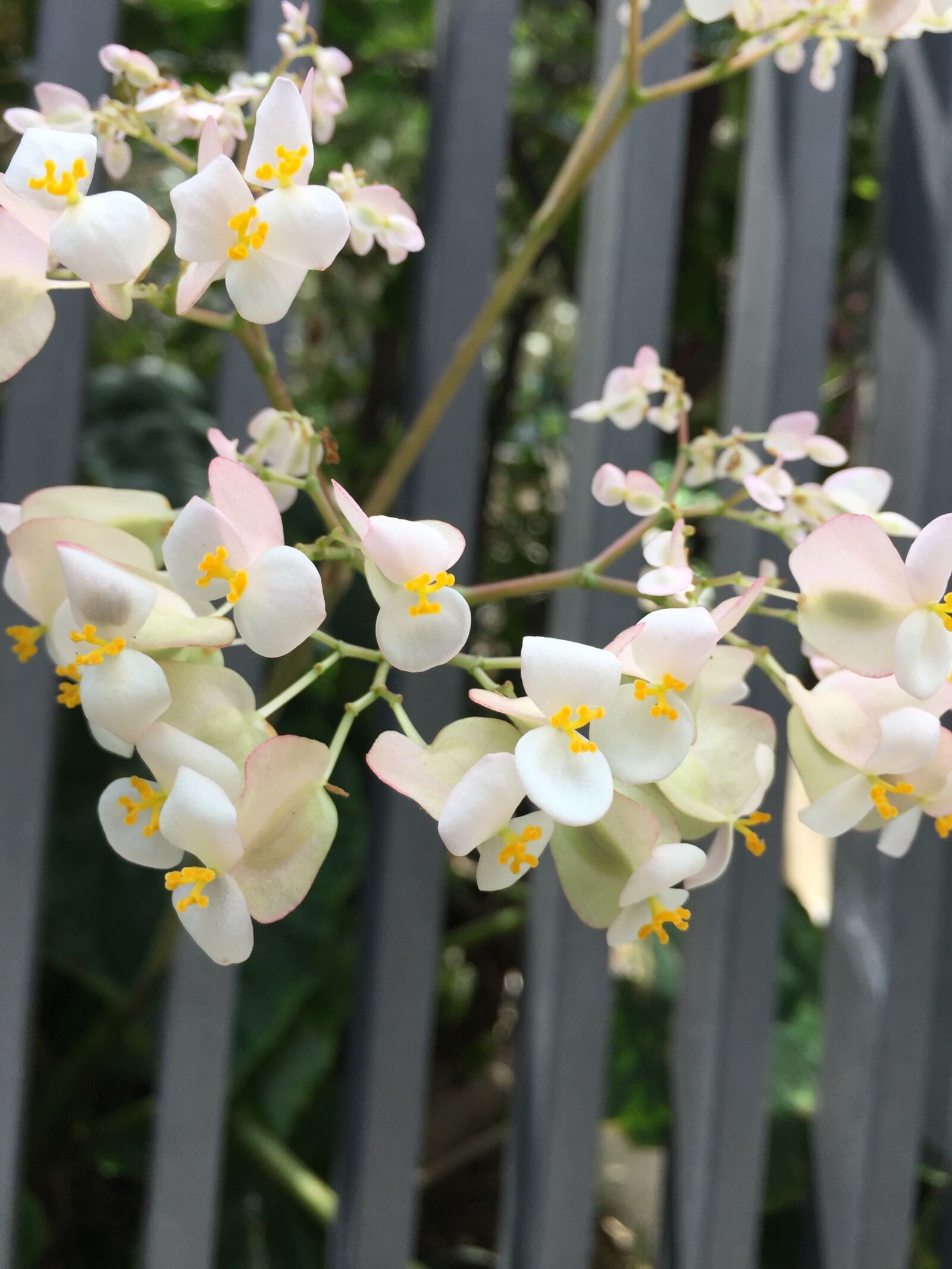 iPhone 6 Plus back camera 4.15mm f/2.2 sample photo. Flower, orchid, plant photography