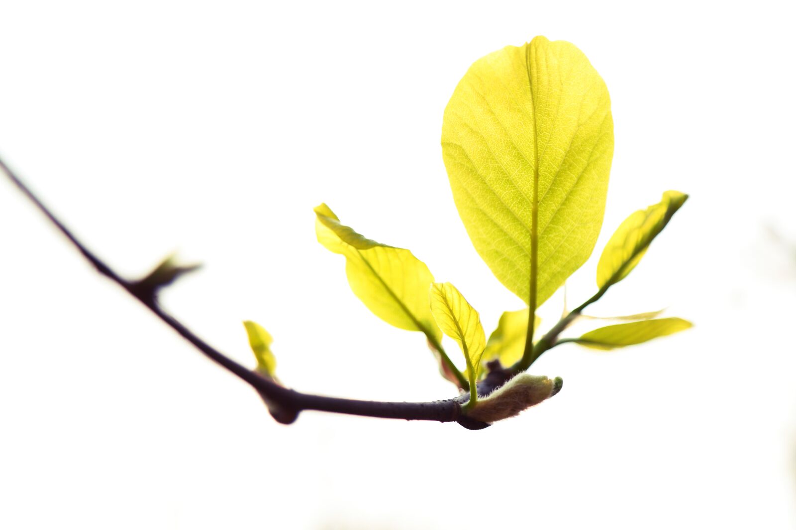 Canon EF 24-105mm F4L IS USM sample photo. Sunshine, leaf, plant photography