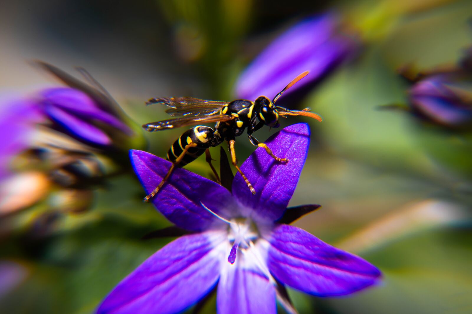Nikon D850 sample photo. Spring, pollen, yellow photography