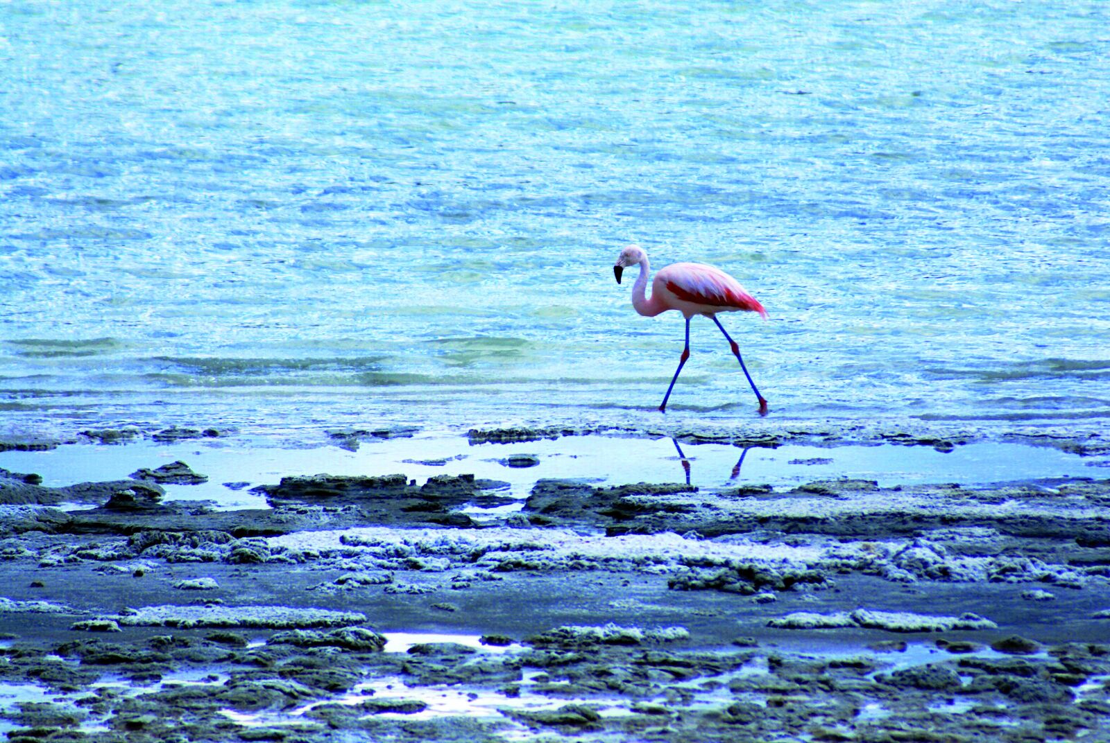 Sony Alpha DSLR-A100 sample photo. Flamingo, rosa, bird photography