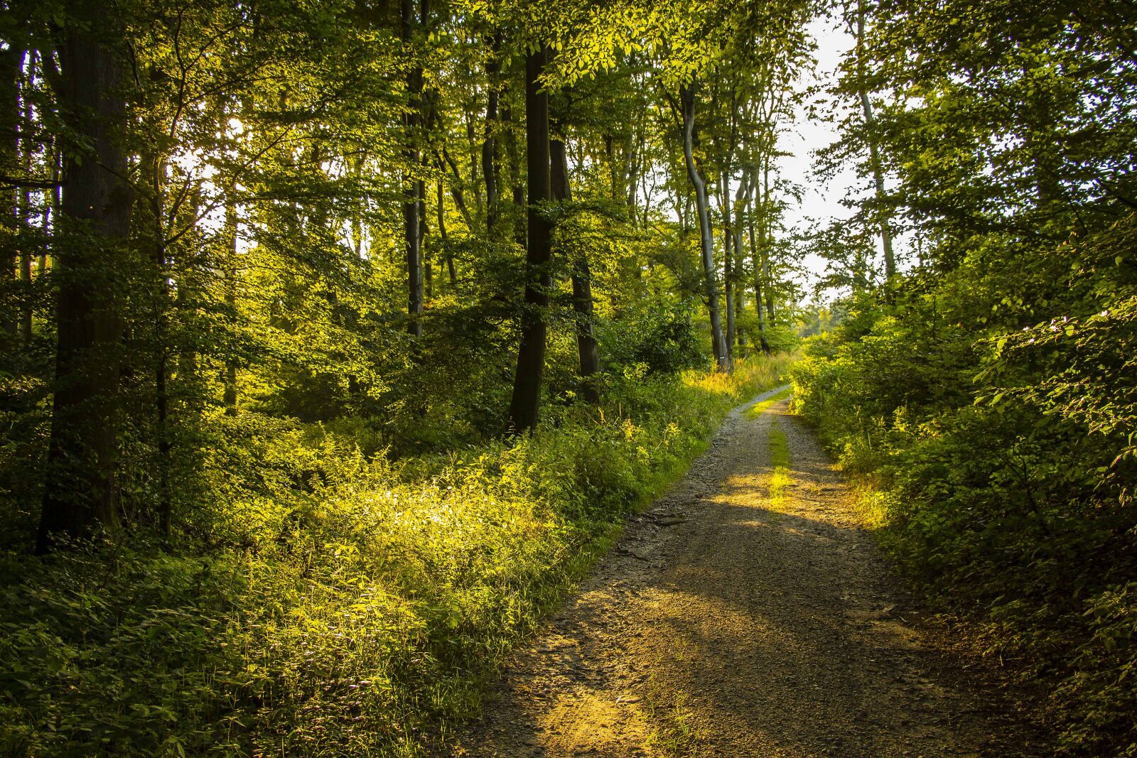Canon EOS 700D (EOS Rebel T5i / EOS Kiss X7i) sample photo. Nature, summer, forest photography