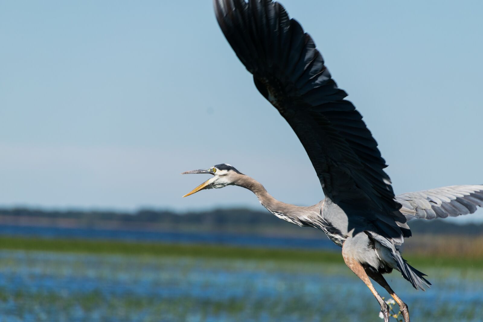 Nikon D3300 sample photo. Gray, and, brown, bird photography