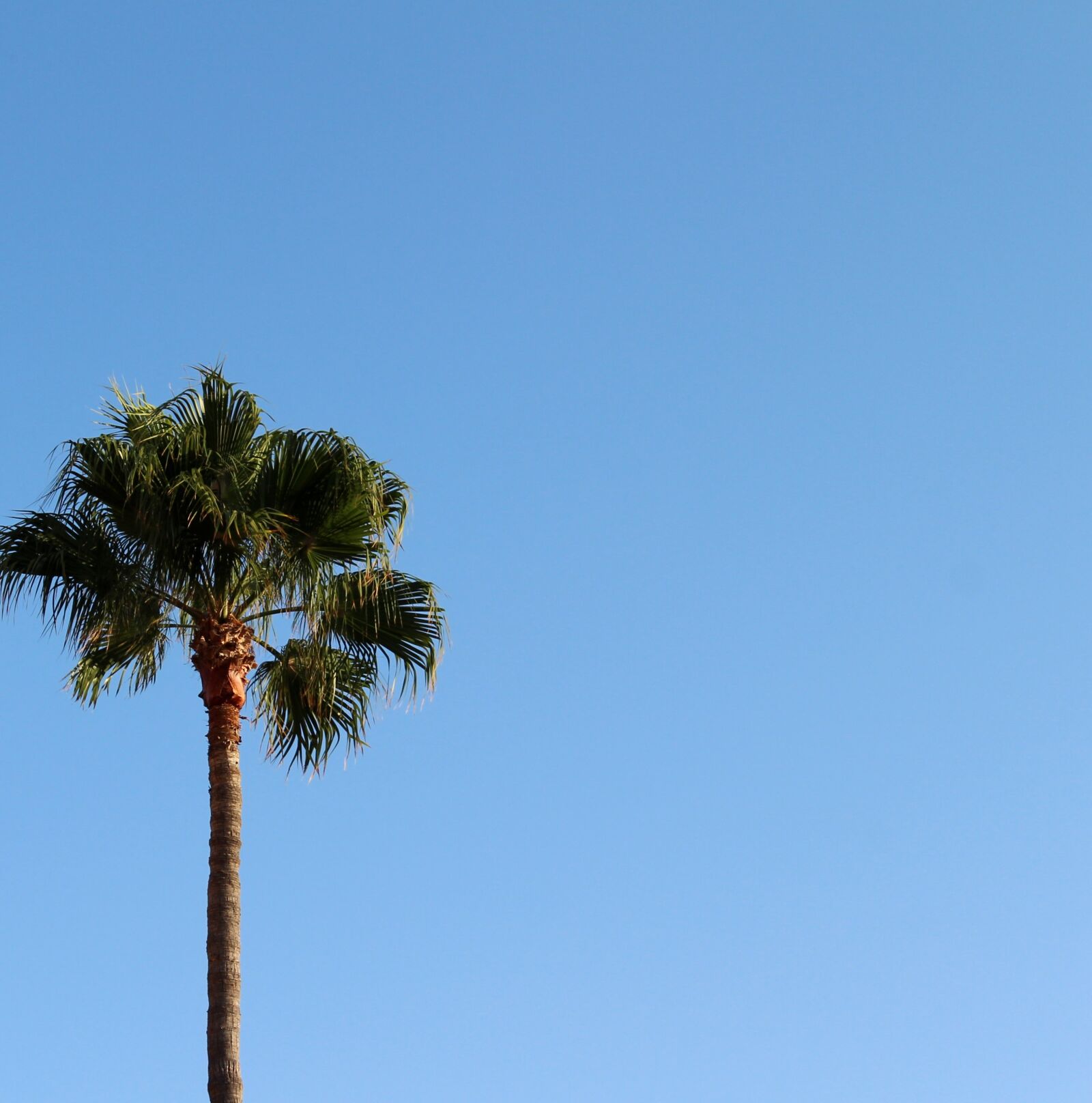 Canon EOS 650D (EOS Rebel T4i / EOS Kiss X6i) sample photo. Palm, background, sky photography