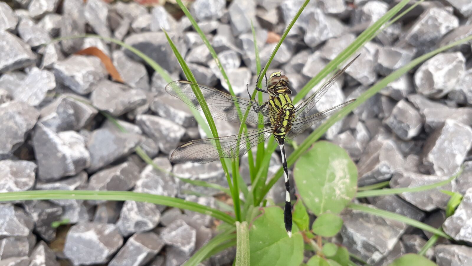 Samsung Galaxy J5 Prime sample photo. Long tail butterfly, indian photography