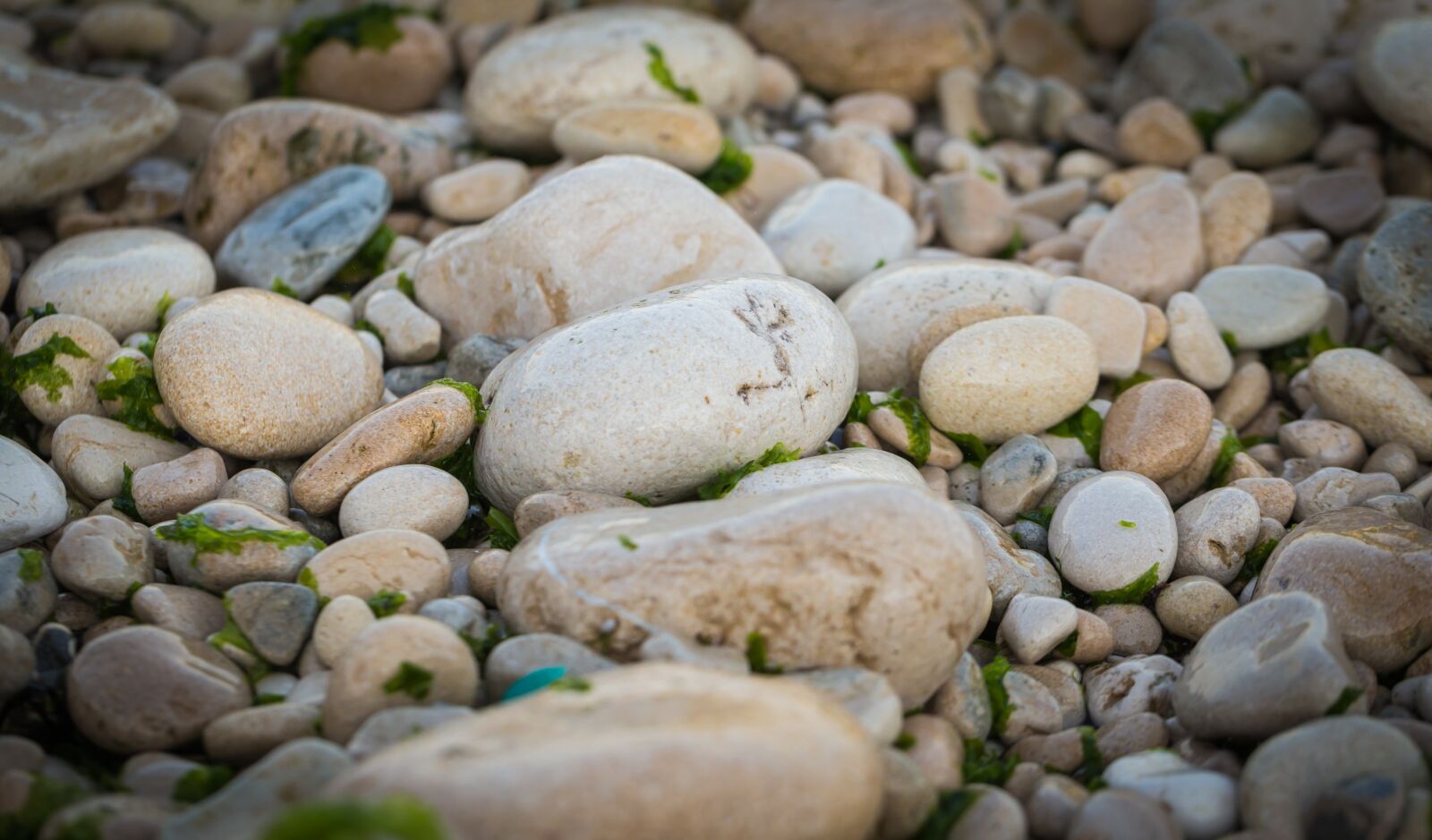 Canon EF 100mm F2.8L Macro IS USM sample photo. Macro, nature, rocks photography
