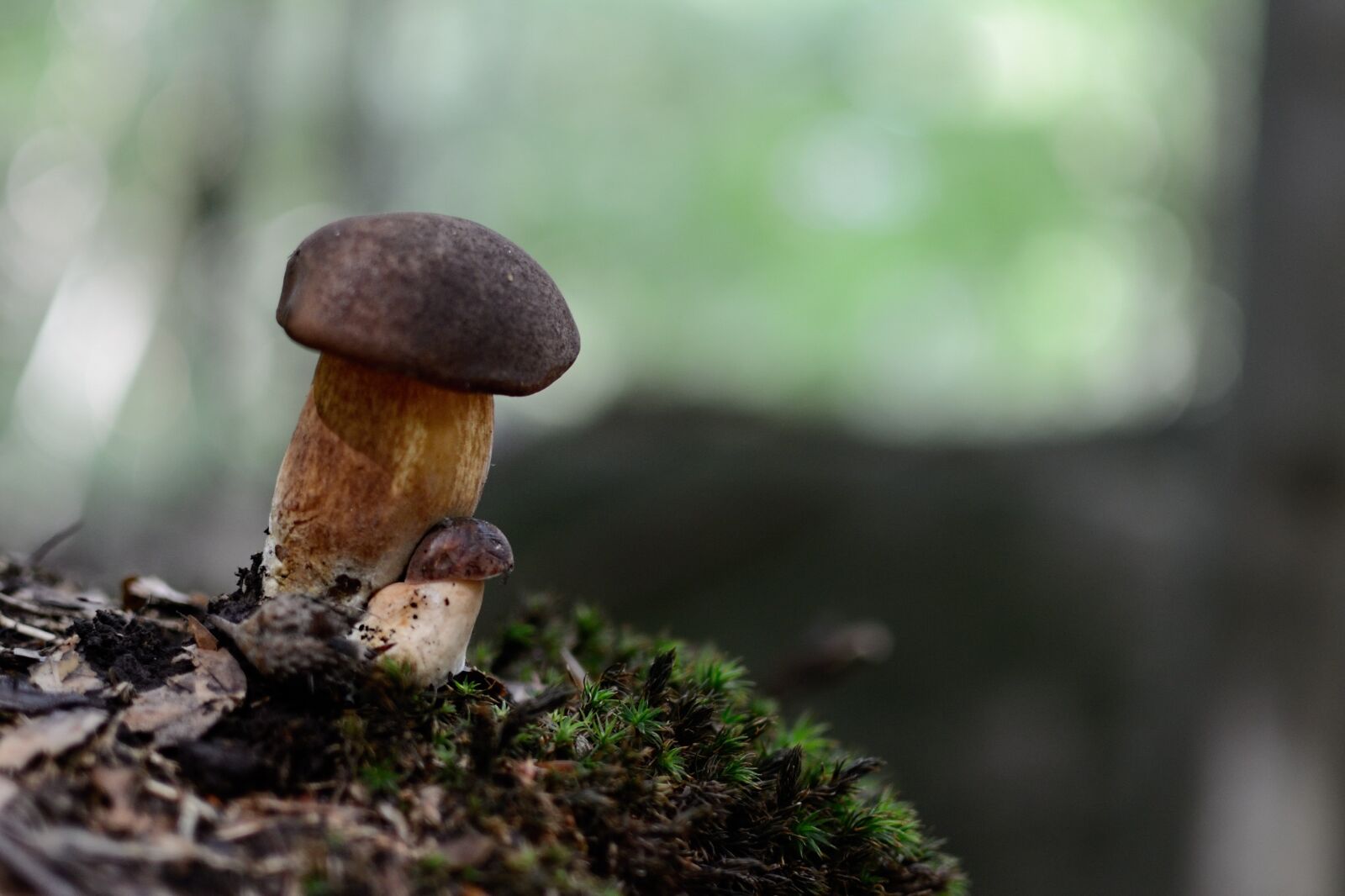 Nikon D5100 sample photo. Boletus, fungus, edible photography