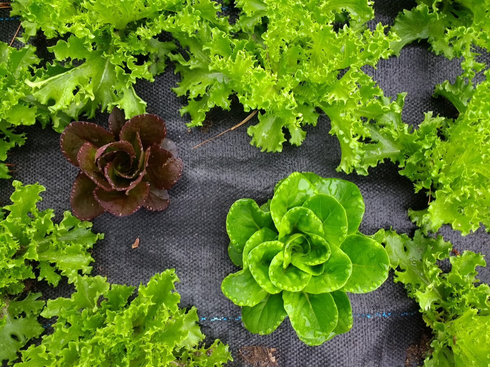 Motorola Moto G (4) sample photo. Lettuce, gardening, garden photography