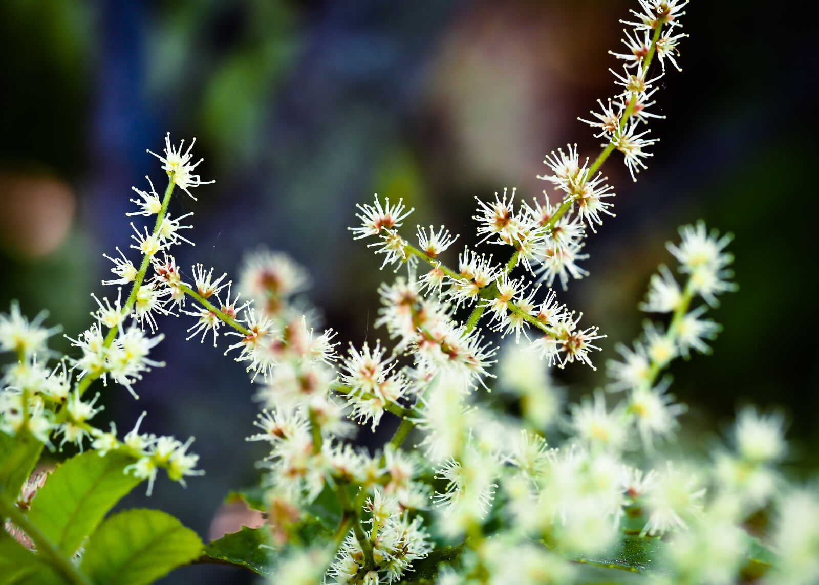 Olympus OM-D E-M10 sample photo. Makamaka, flower, plant photography