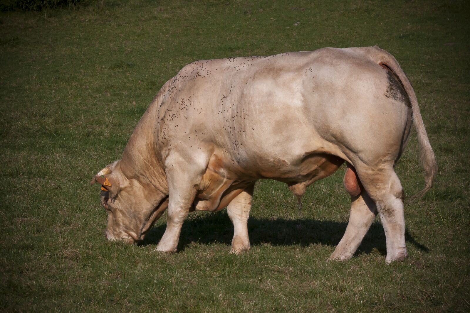 Canon EOS 50D sample photo. Bull, beef, race photography