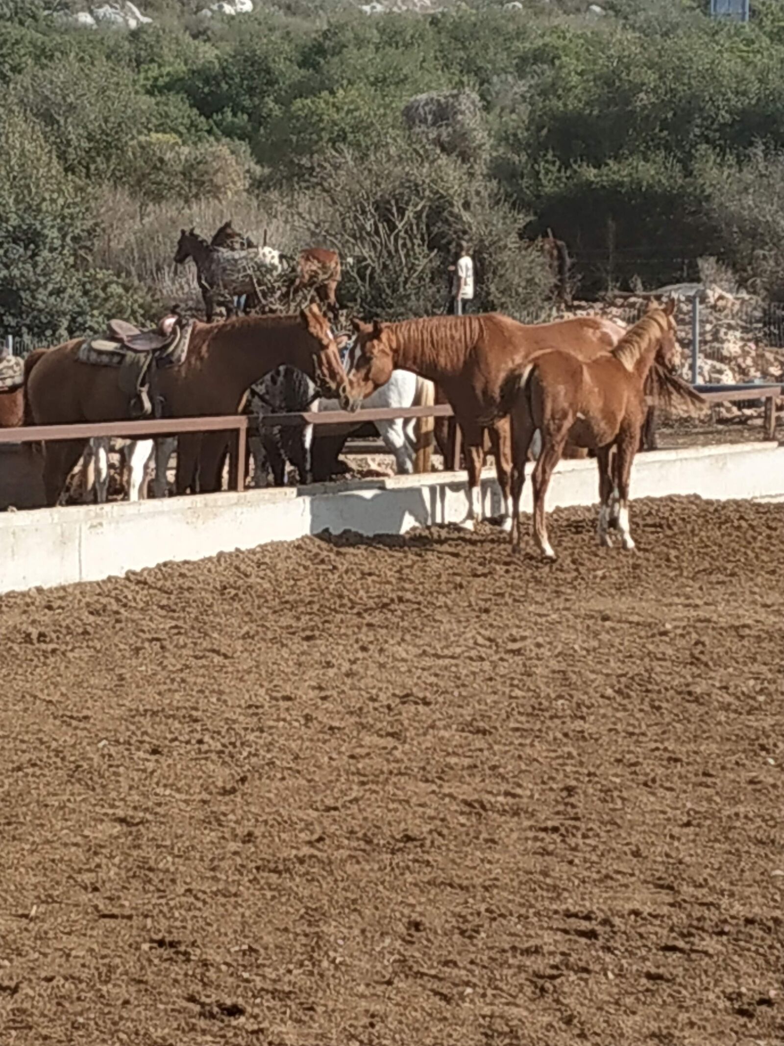Xiaomi Redmi Note 5 sample photo. Horses, farm, hiking photography