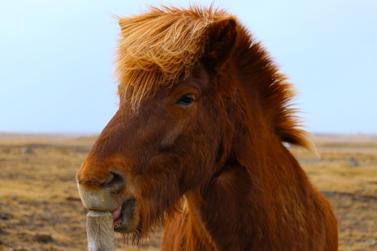 Canon EOS 80D sample photo. Horse, iceland, flat photography