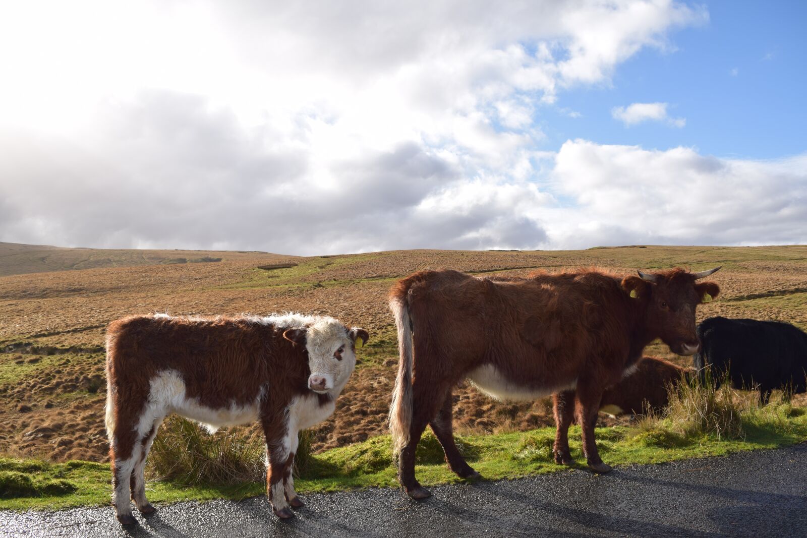 Nikon D3300 sample photo. Cow, wales, grass photography