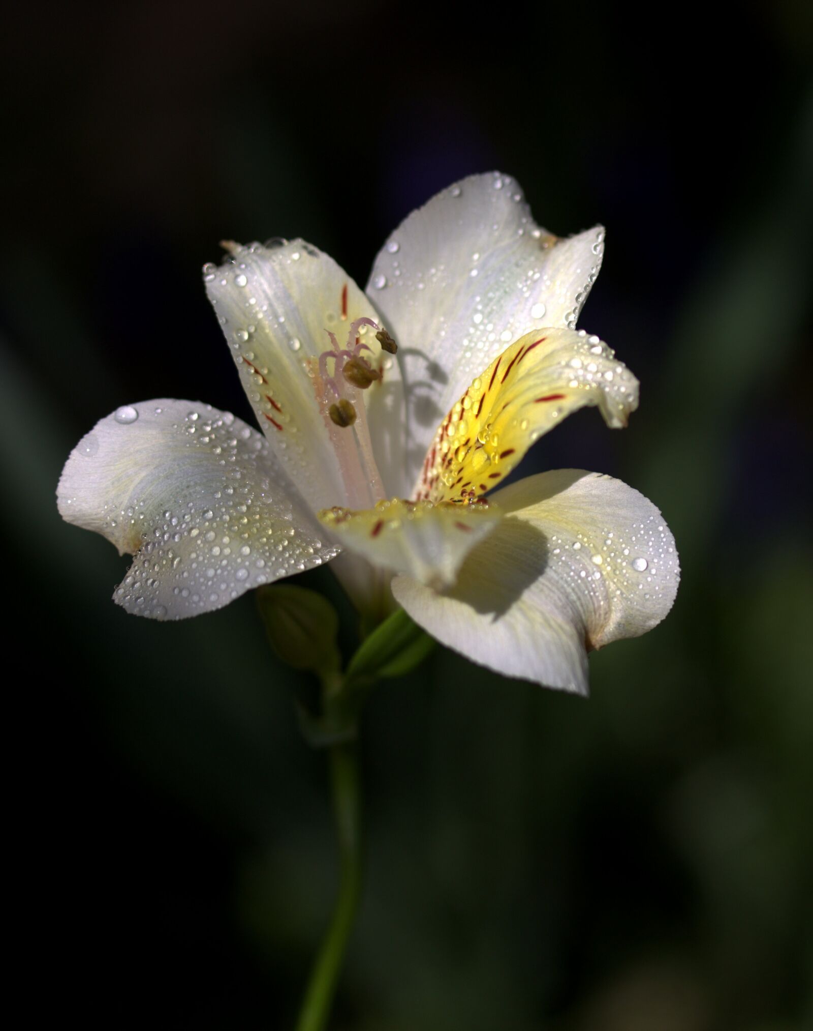 Canon EF-S 60mm F2.8 Macro USM sample photo. Lily, flower, wild photography