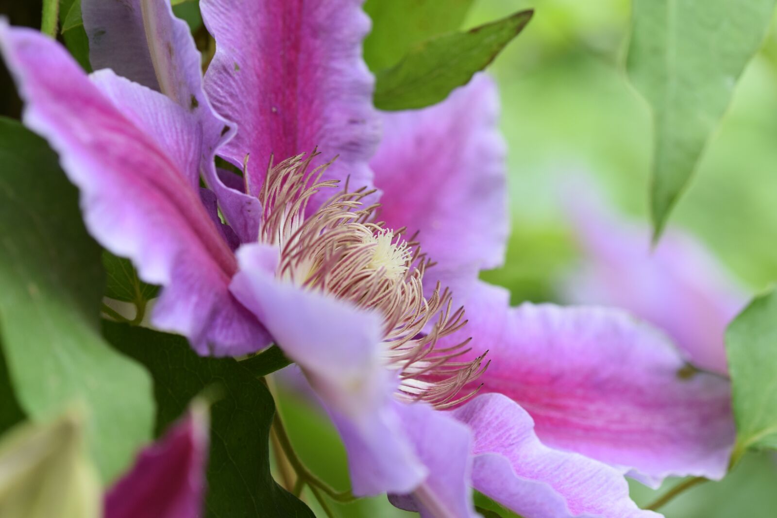 Nikon D5300 sample photo. Flower, clematis, garden photography