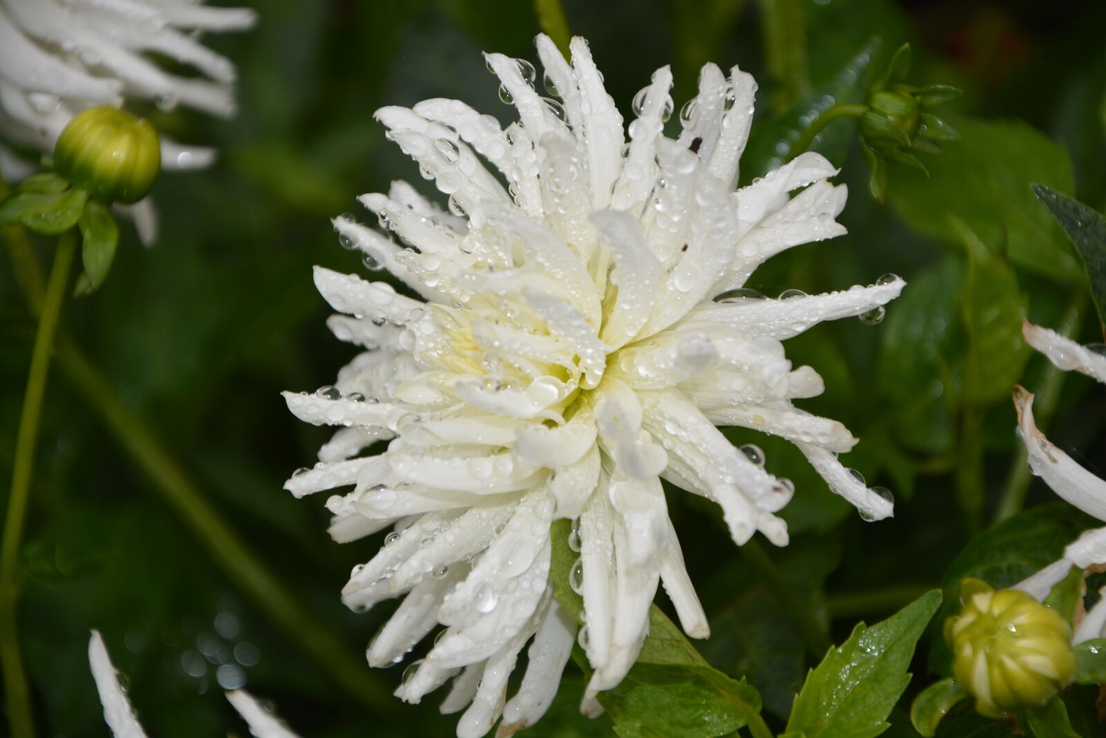 Nikon D5200 sample photo. White flower, garden, nature photography