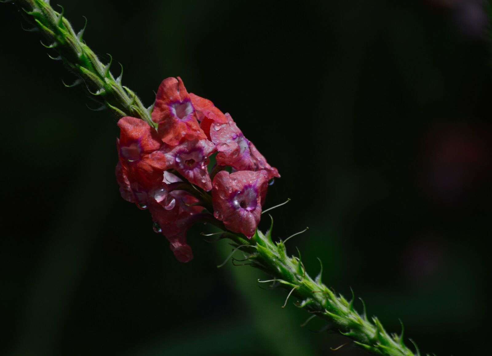 Nikon D3200 sample photo. Costa rica, plant, flower photography