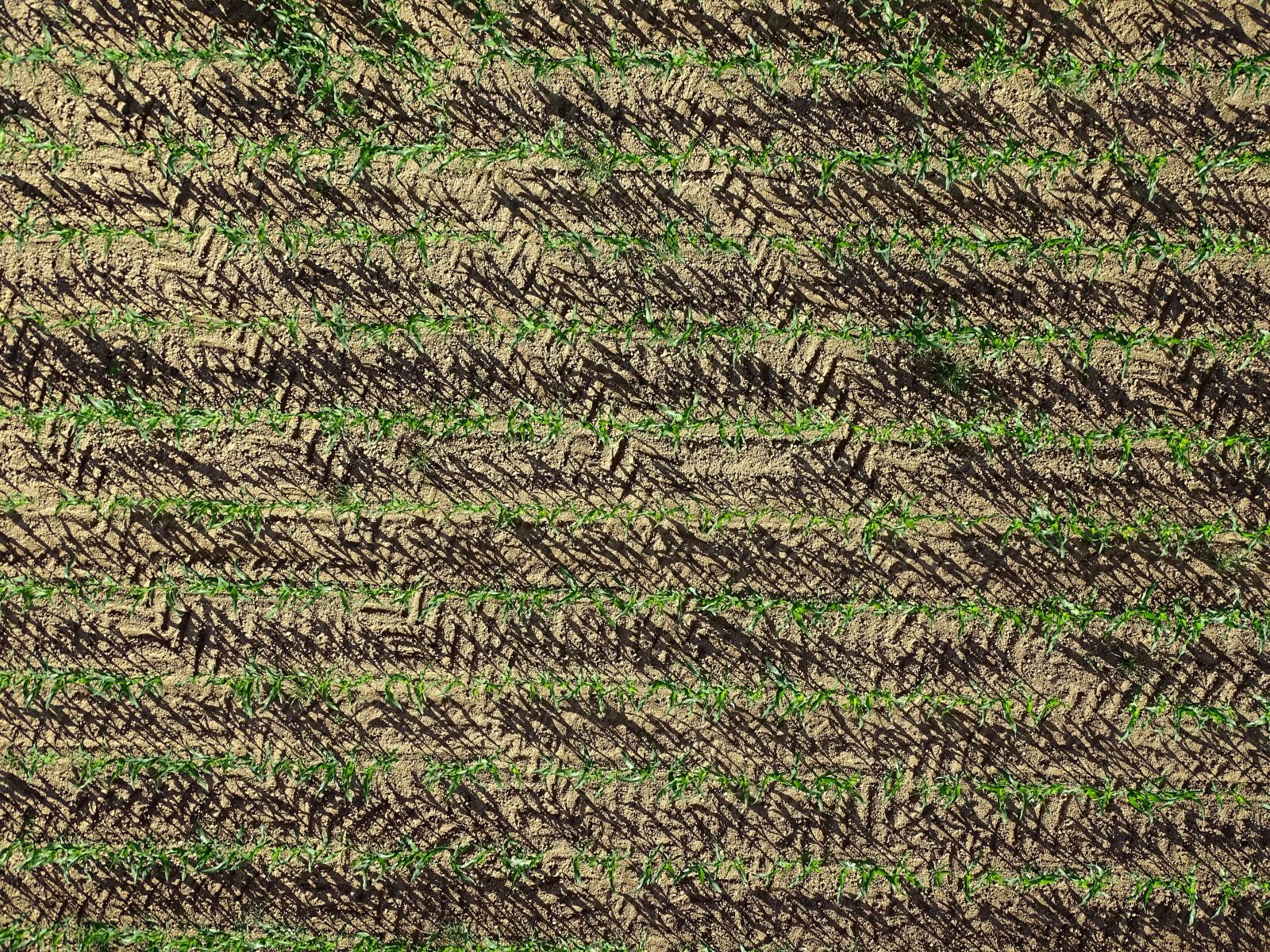 Sony Cyber-shot DSC-HX400V sample photo. Cornfield, corn, agriculture photography