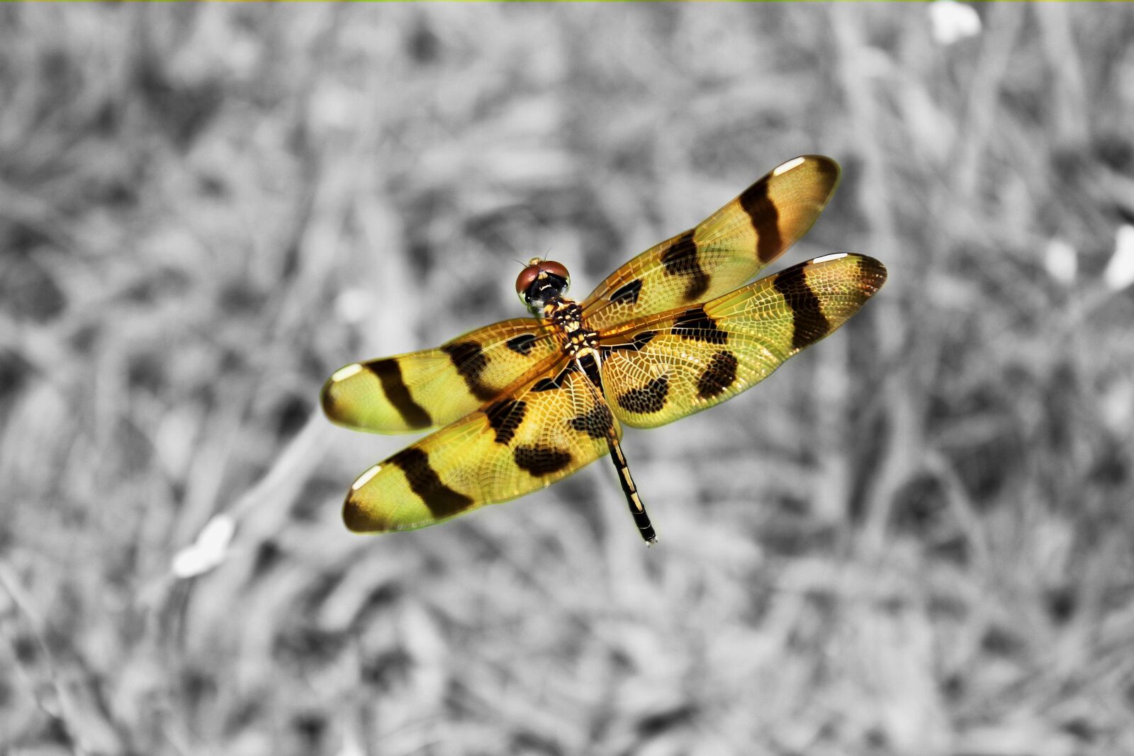 Canon EOS 550D (EOS Rebel T2i / EOS Kiss X4) sample photo. Dragonfly, macro, nature photography
