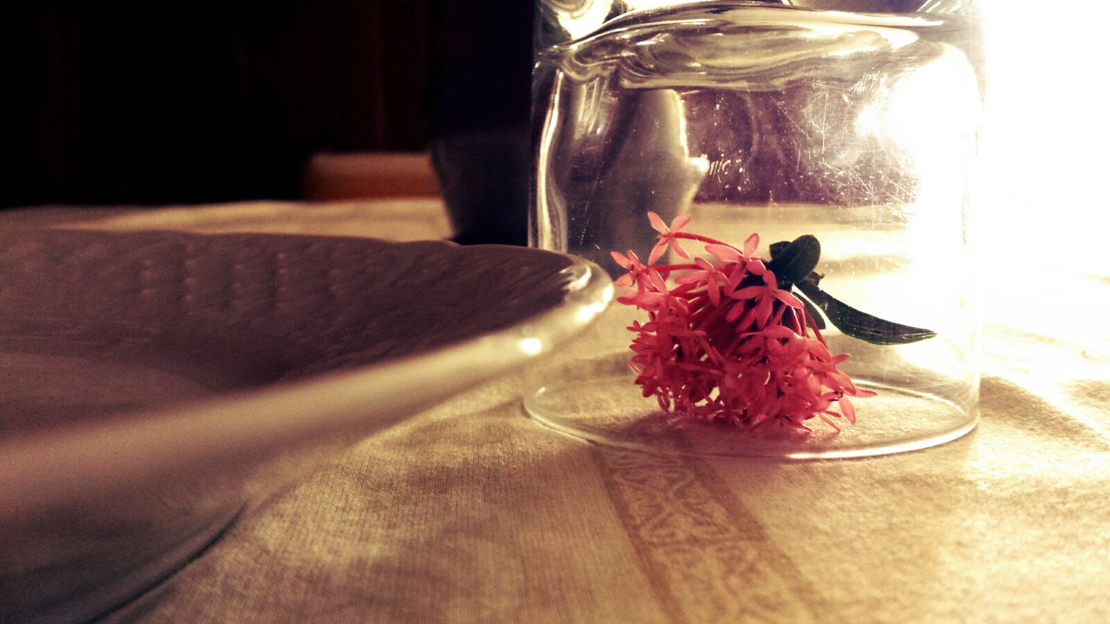 Samsung Galaxy S4 sample photo. Flower, glass, table photography