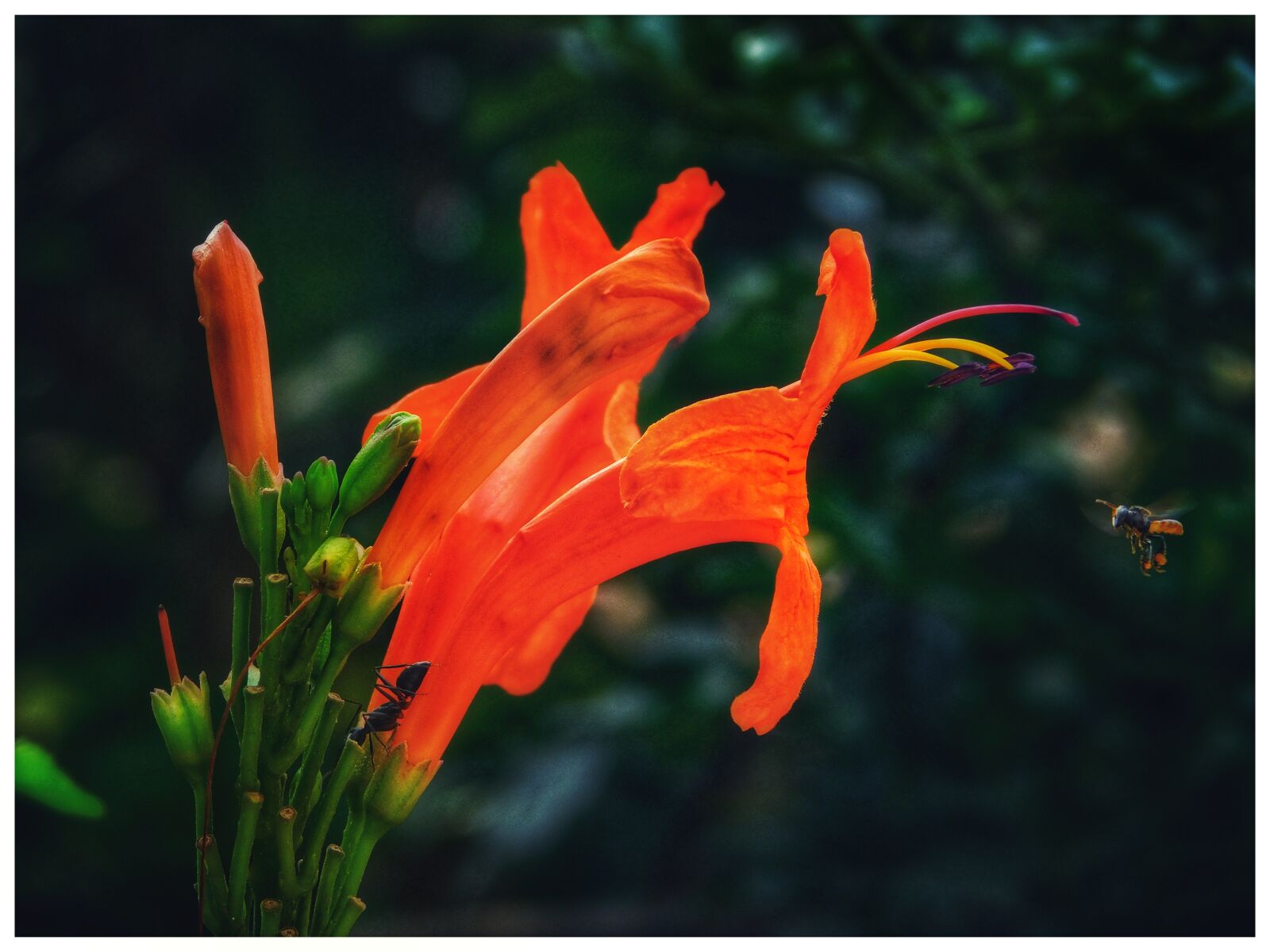 Nikon Coolpix L840 sample photo. Flower, nature, flora photography