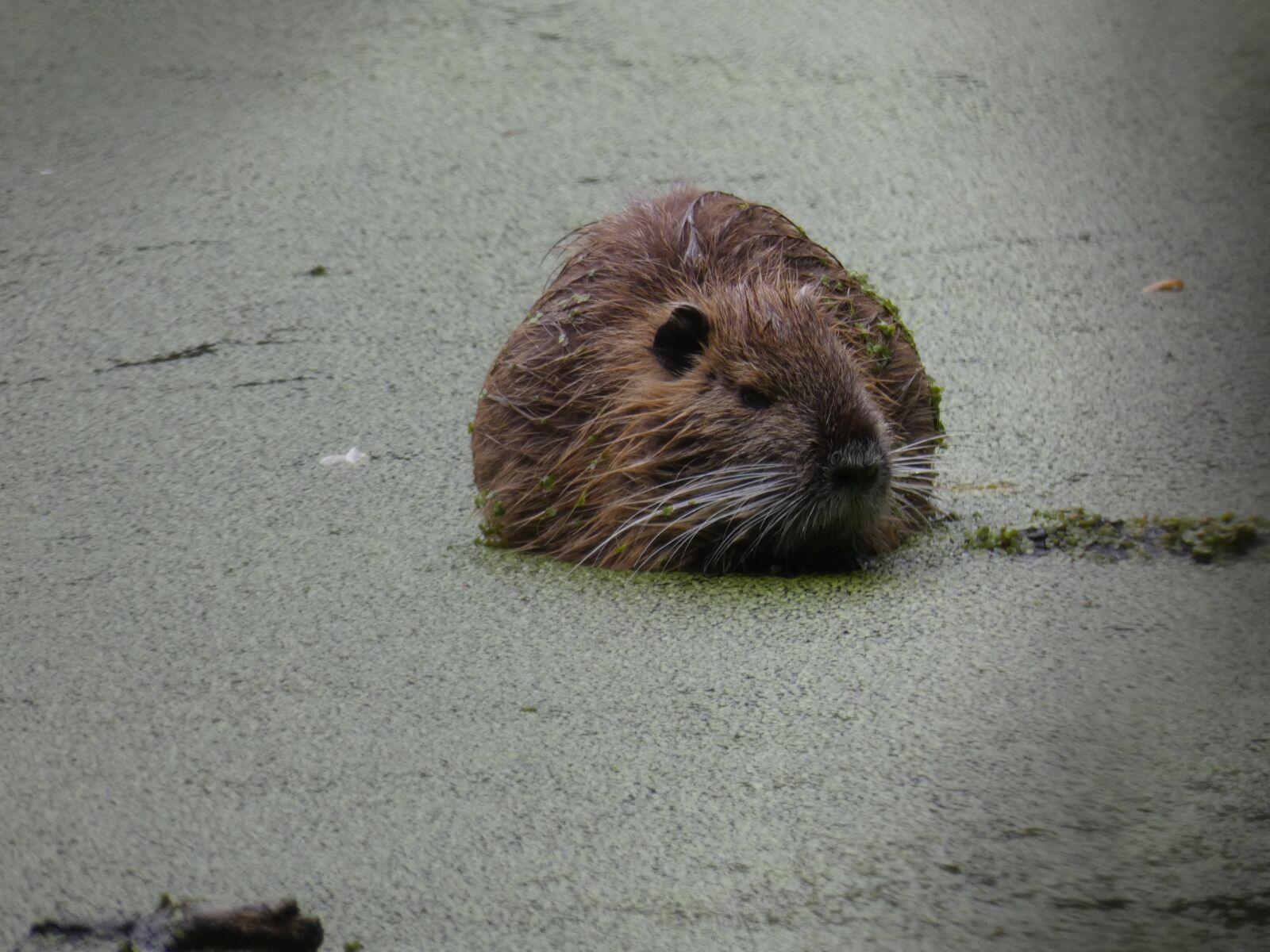 Panasonic DC-FZ83 sample photo. Nutria, spreewald, muskrat photography