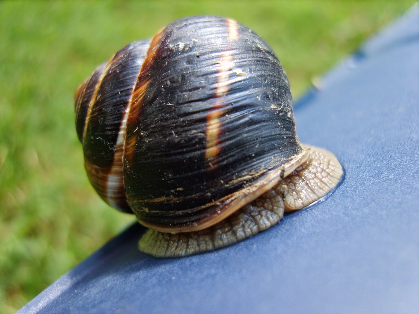 Samsung Digimax S830 / Kenox S830 sample photo. Snail, nature, camping photography
