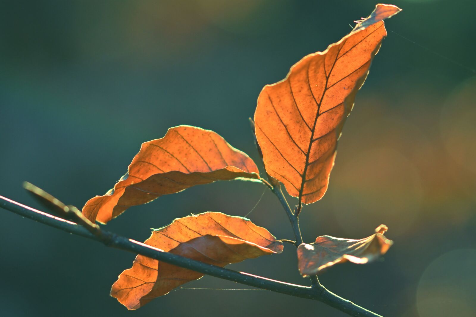 Nikon D5200 sample photo. Nature, winter, morning photography