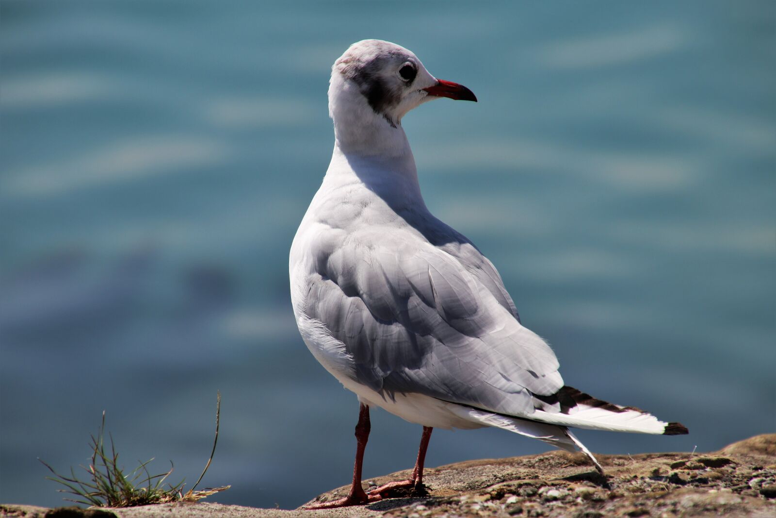 Canon EOS 80D sample photo. Seagull, bird, loser photography