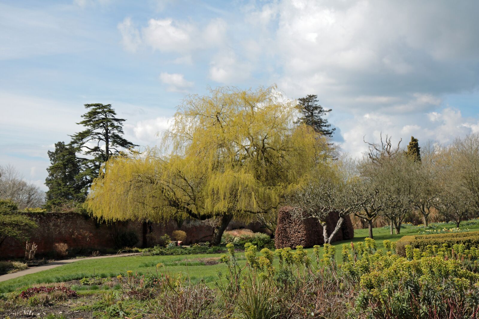 Canon EOS 760D (EOS Rebel T6s / EOS 8000D) sample photo. Willow tree, english garden photography