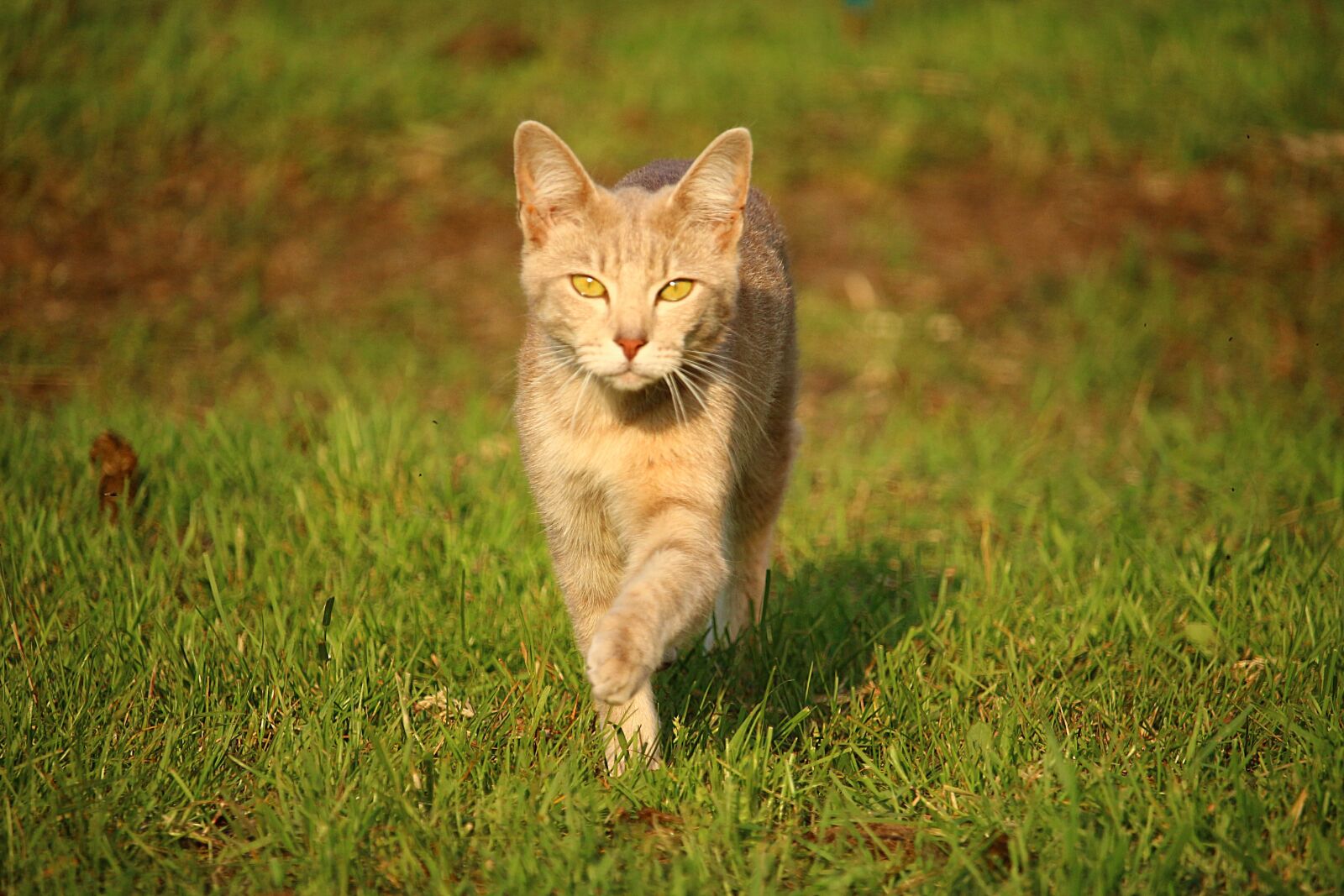 Canon EOS 100D (EOS Rebel SL1 / EOS Kiss X7) sample photo. Cat, kitten, mieze photography