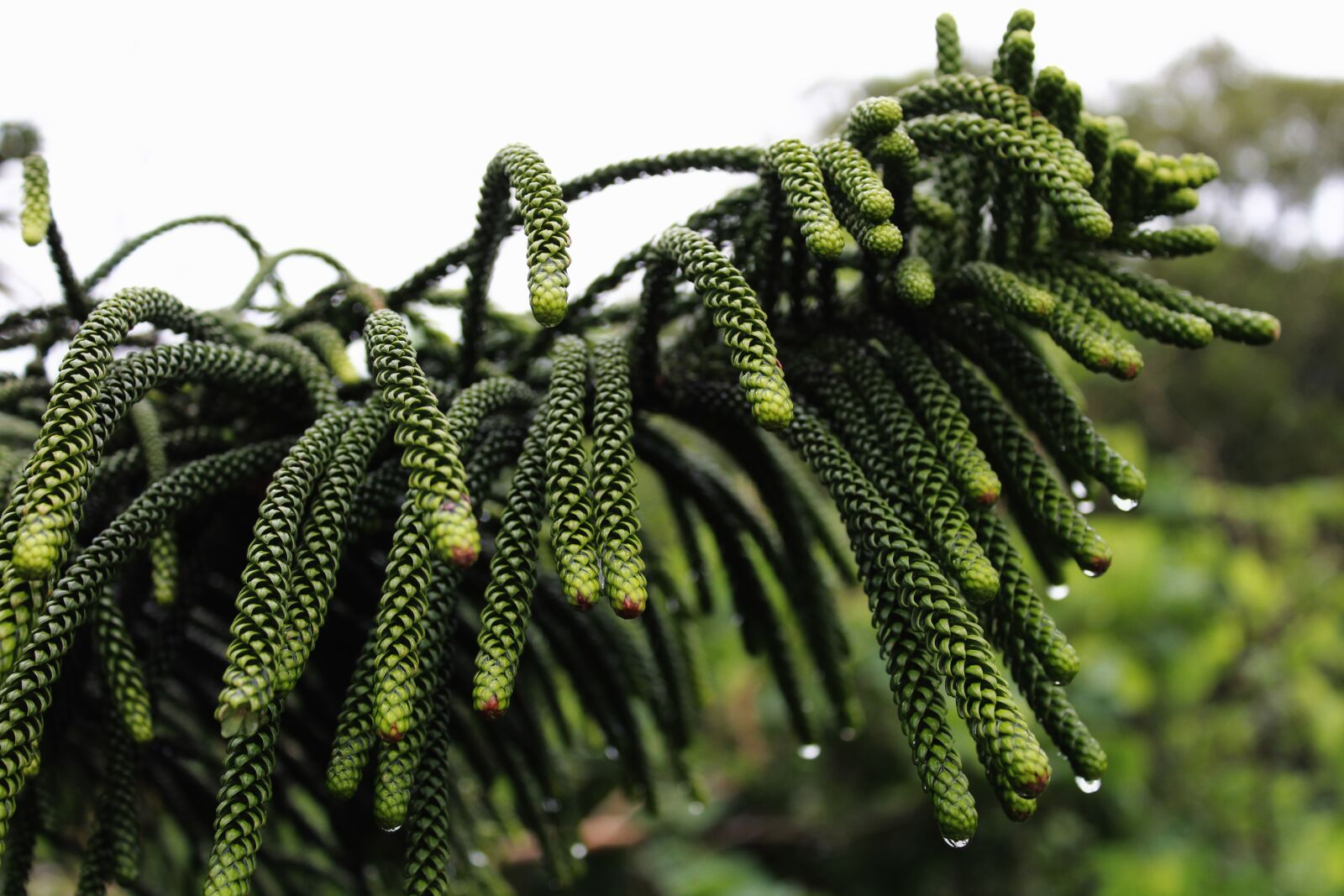 Canon EOS 1300D (EOS Rebel T6 / EOS Kiss X80) sample photo. Pine, rain, green photography