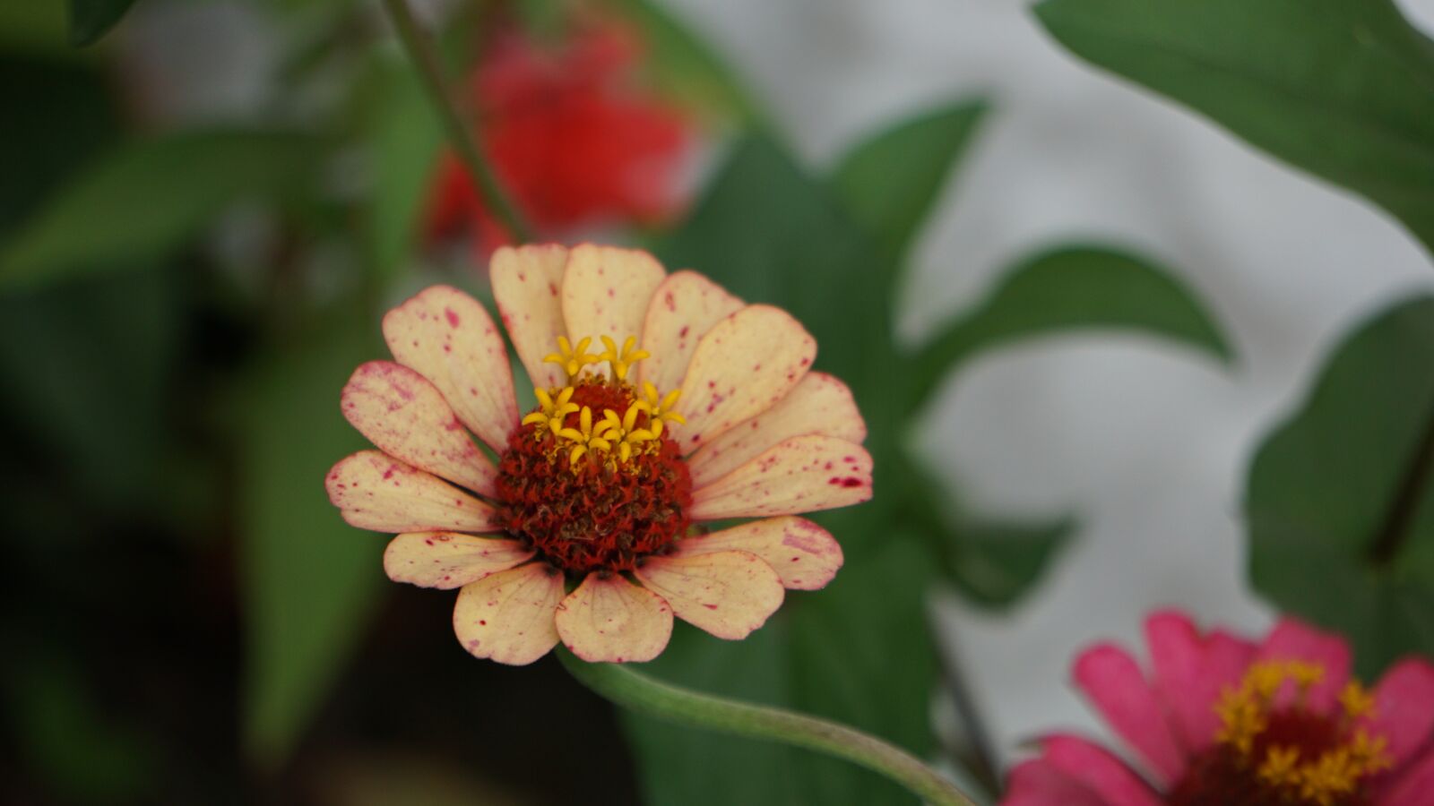 Sony a6000 sample photo. Flower, nature, plant photography