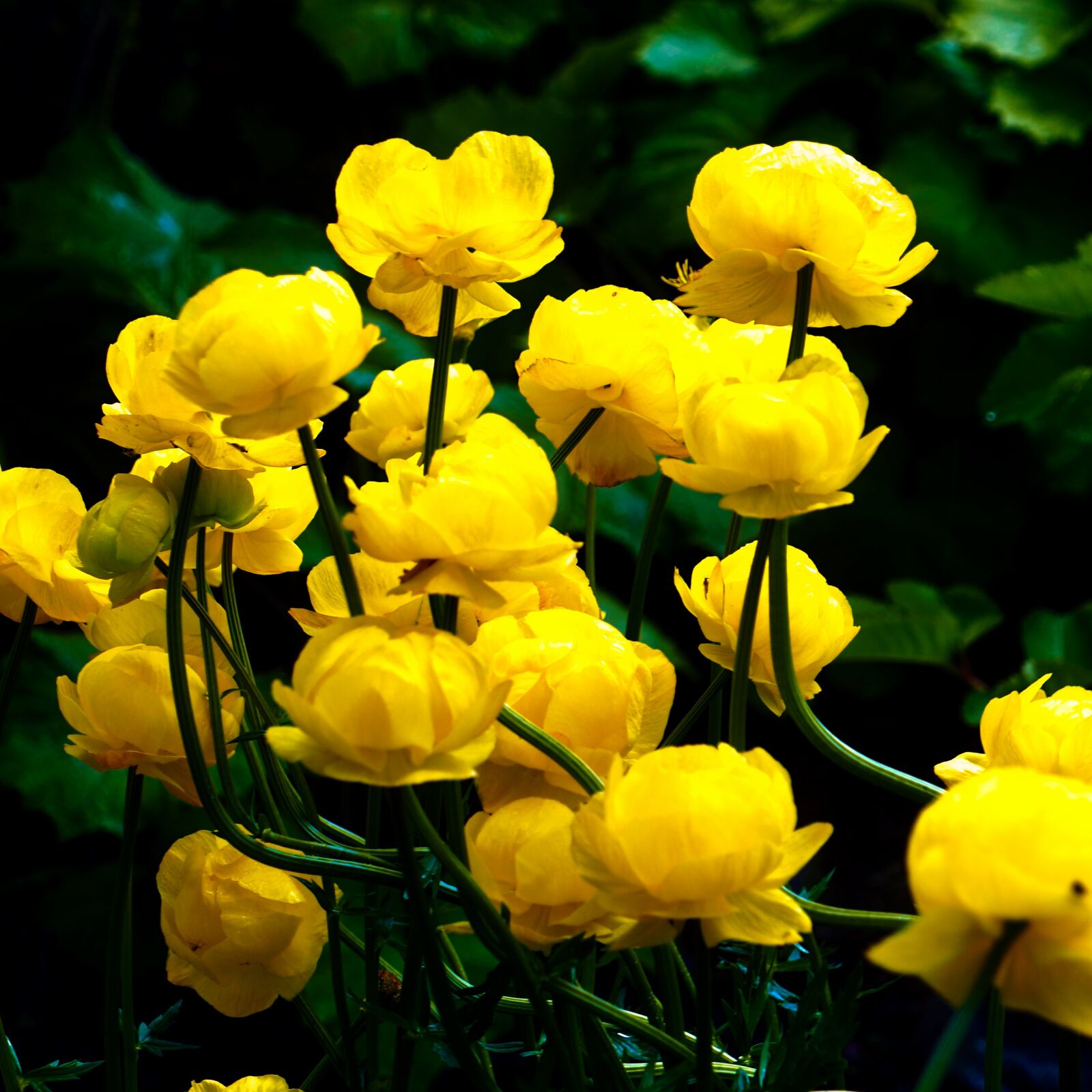 Olympus OM-D E-M5 II sample photo. Flower, plant, nature photography