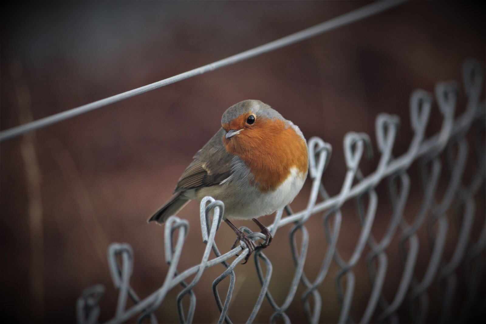 Canon EOS 450D (EOS Rebel XSi / EOS Kiss X2) sample photo. Robin, bird, animal photography