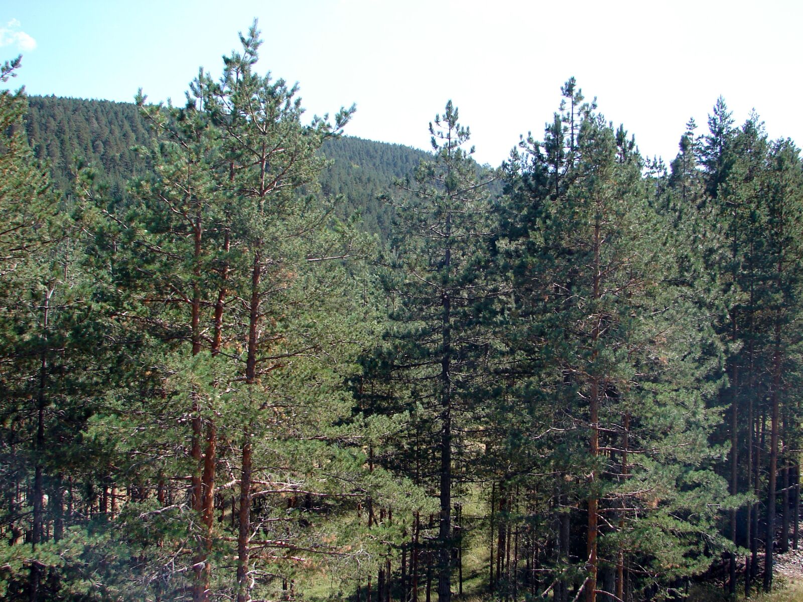 Sony DSC-H1 sample photo. Zlatibor, serbia, mountain photography