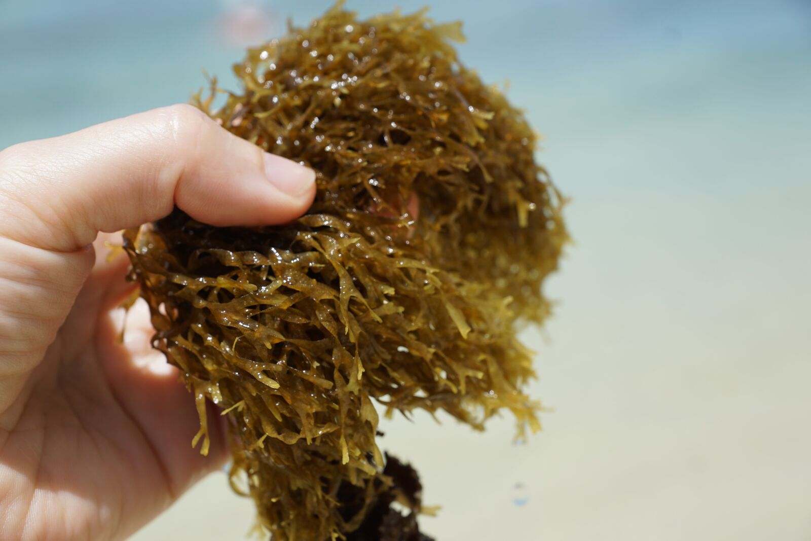 Sony ILCA-77M2 + Sony DT 16-50mm F2.8 SSM sample photo. Seaweed, sea, water photography