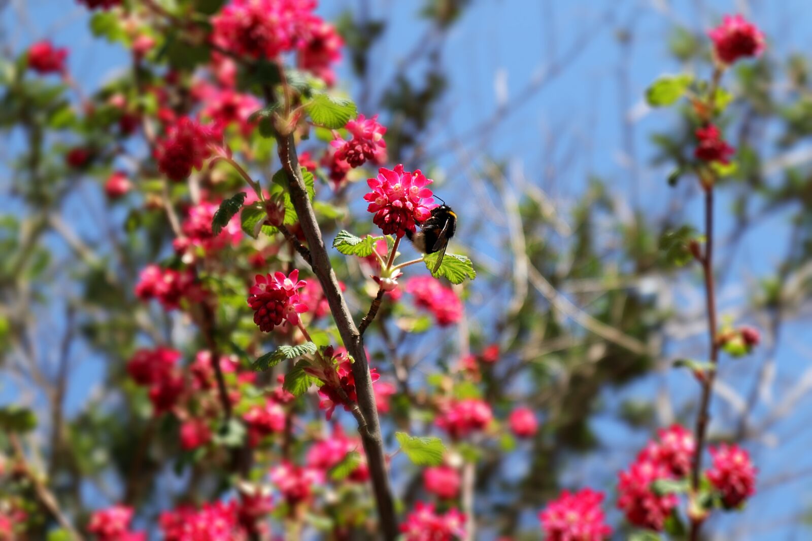 Canon EOS M100 sample photo. Hummel, bush, pink photography
