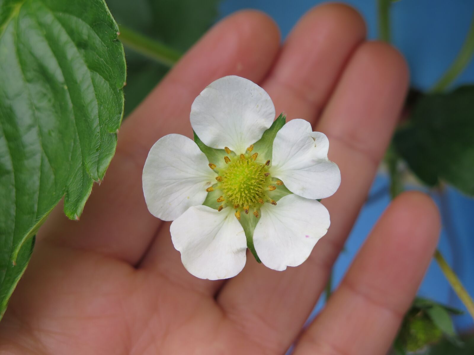 Canon PowerShot G16 sample photo. Nature, flower, flora photography
