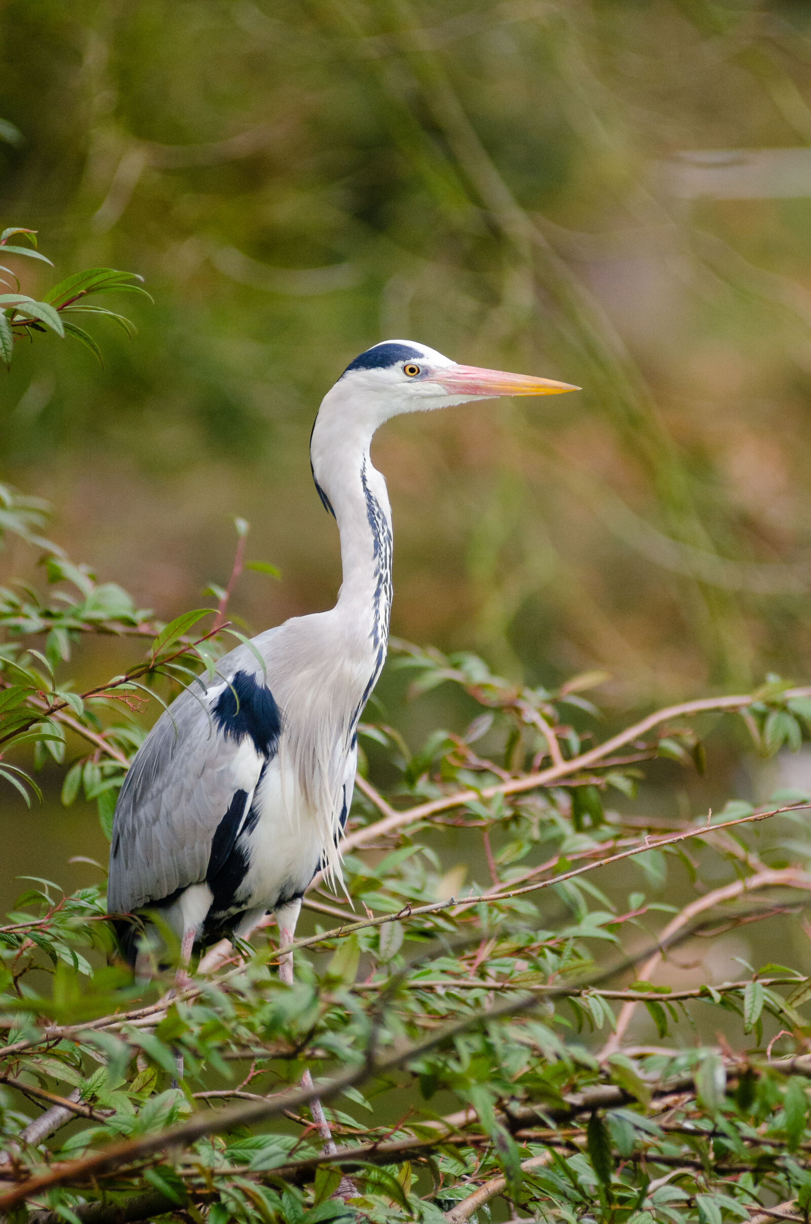 AF Zoom-Nikkor 80-200mm f/2.8 ED sample photo. White, and, black, heron photography