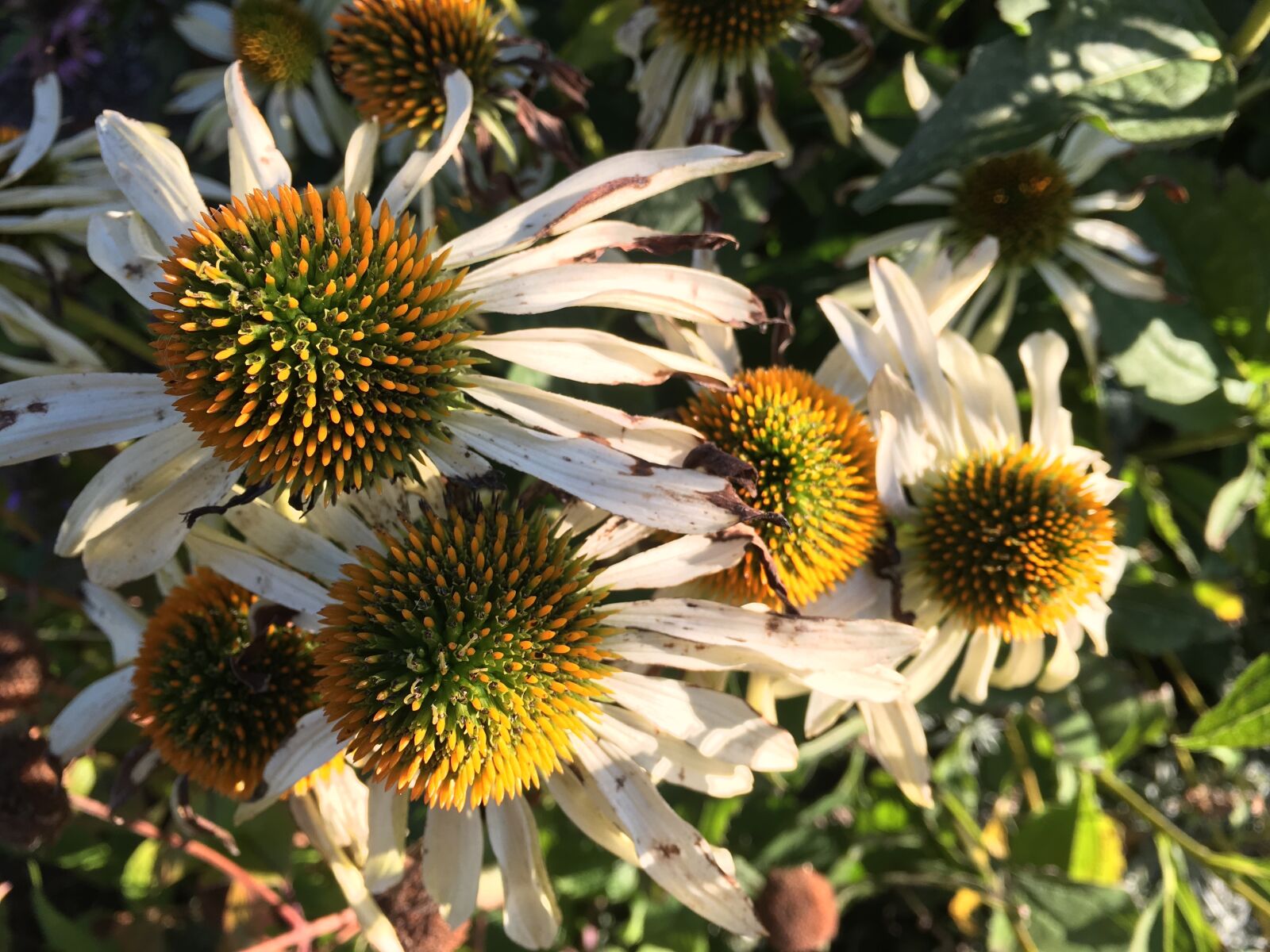 iPhone 6s Plus back camera 4.15mm f/2.2 sample photo. Purple coneflower, echinacea purpurea photography