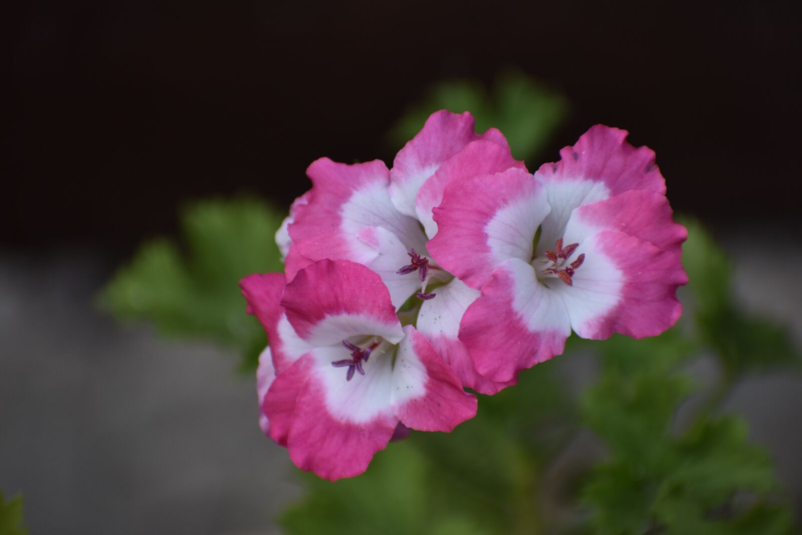 Nikon D3400 sample photo. Geranium, flower, summer photography