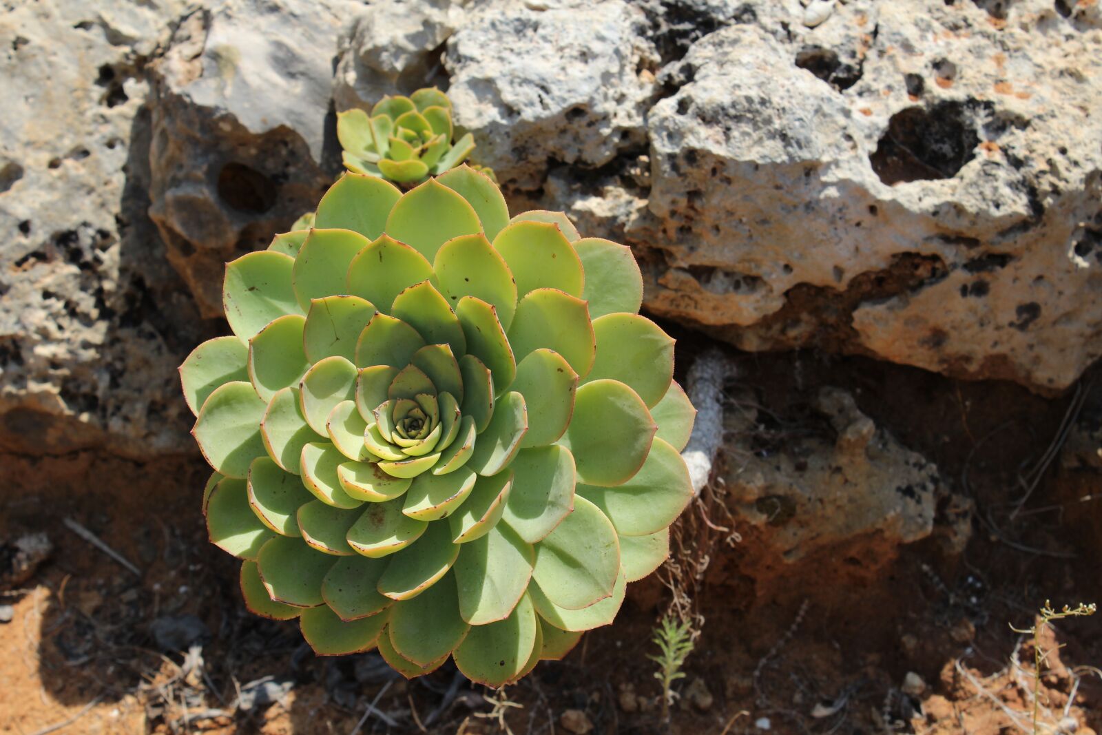 Canon EOS 1200D (EOS Rebel T5 / EOS Kiss X70 / EOS Hi) sample photo. Flower, rock, green photography