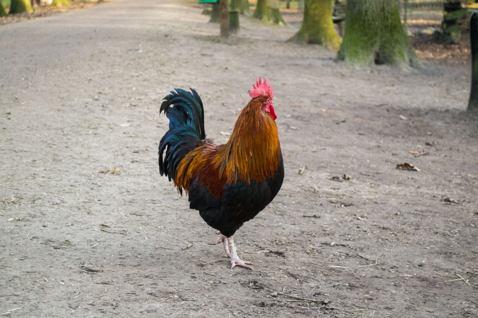 Nikon D3100 sample photo. Bird, nature, outdoors photography